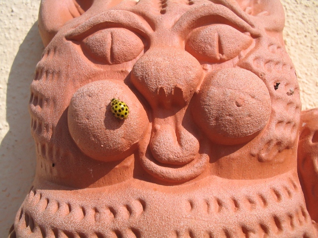 coccinella gialla (Psyllobora vigintiduopunctata)